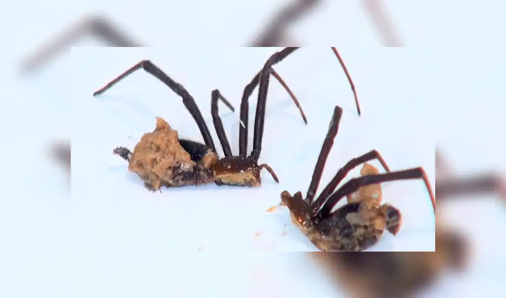 YouTube: Parten a una viuda negra a la mitad y en su interior encuentran algo espeluznante [VIDEO] 