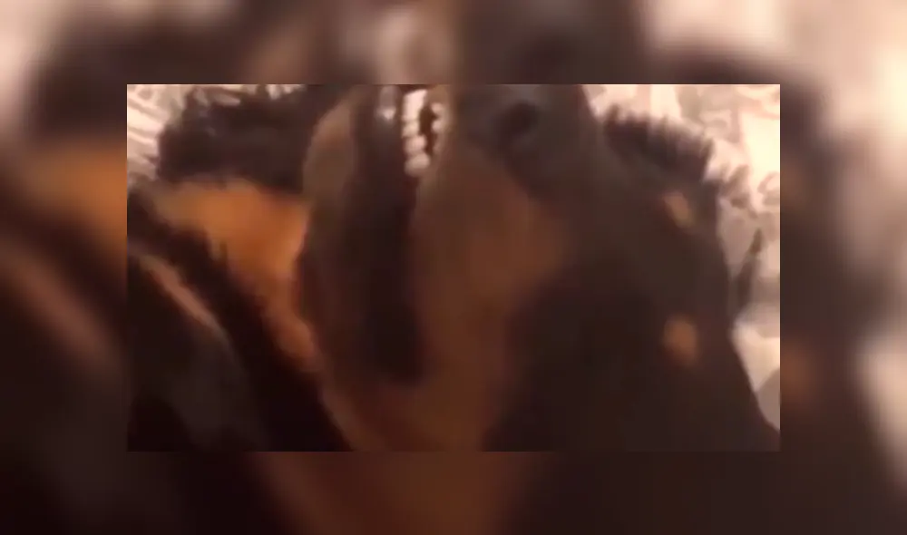 Facebook viral: hombre regaña a su perro por travesura y can finge su muerte 