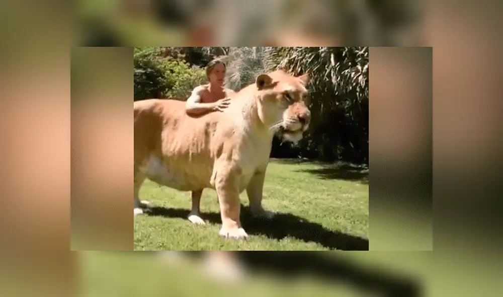 YouTube viral: Tigresa y león tienen cría considerada el felino más grande del mundo [VIDEO]