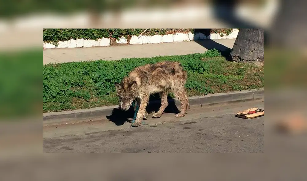 Desliza para ver las fotos de este perro que enamoró a todos en Facebook. Foto: Captura. Desliza para ver las fotos de este perro que enamoró a todos en Facebook. Foto: Captura.