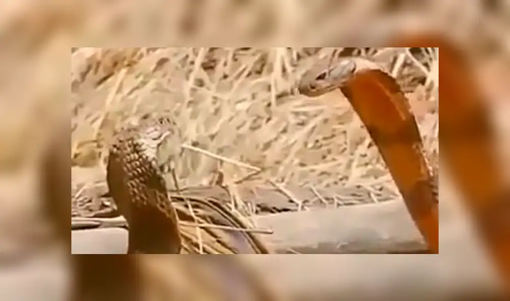 Facebook viral: peligrosas serpientes inician lucha y sucede algo increíble [VIDEO] 