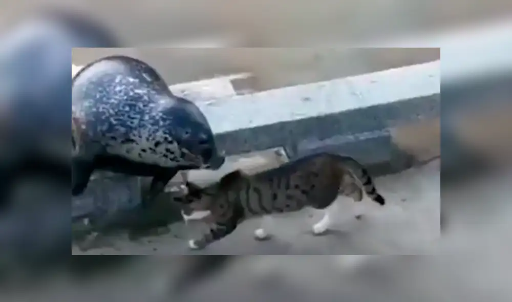 Facebook viral: cobarde foca finge su muerte para que gato no le siga golpeando [VIDEO]