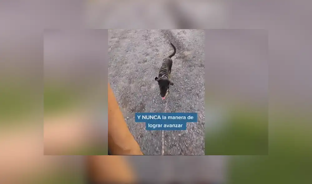 Un entrenador de perros enseñó cómo hacer que un can siga tu ritmo cuando lo sacas a pasear. Foto: Tiktok