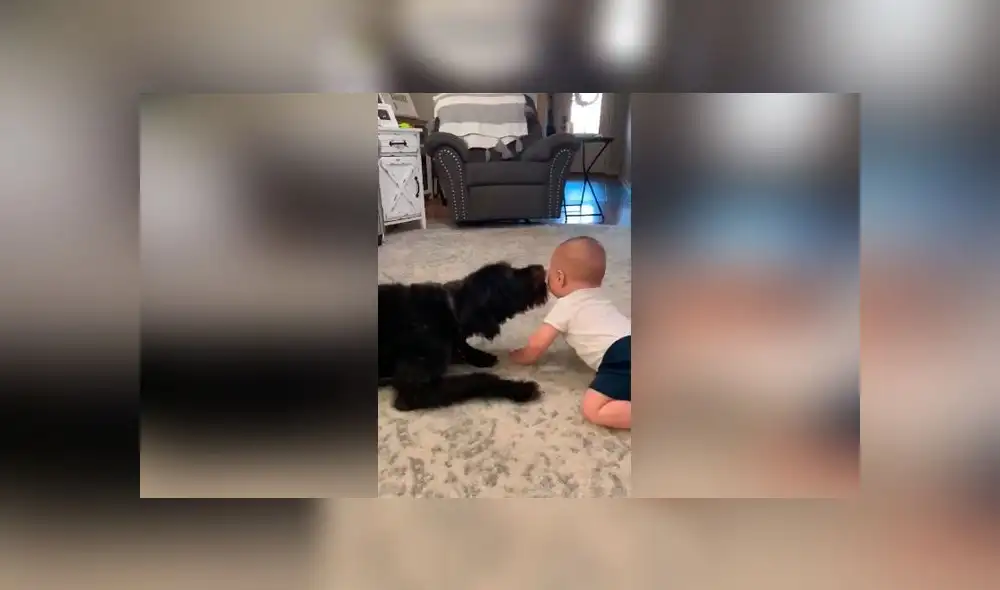 Desliza las imágenes para ver la divertida escena que protagonizó un perro junto al bebé de su dueña. Foto: Storyful Rights Management Desliza las imágenes para ver la divertida escena que protagonizó un perro junto al bebé de su dueña. Foto: Storyful Rights Management