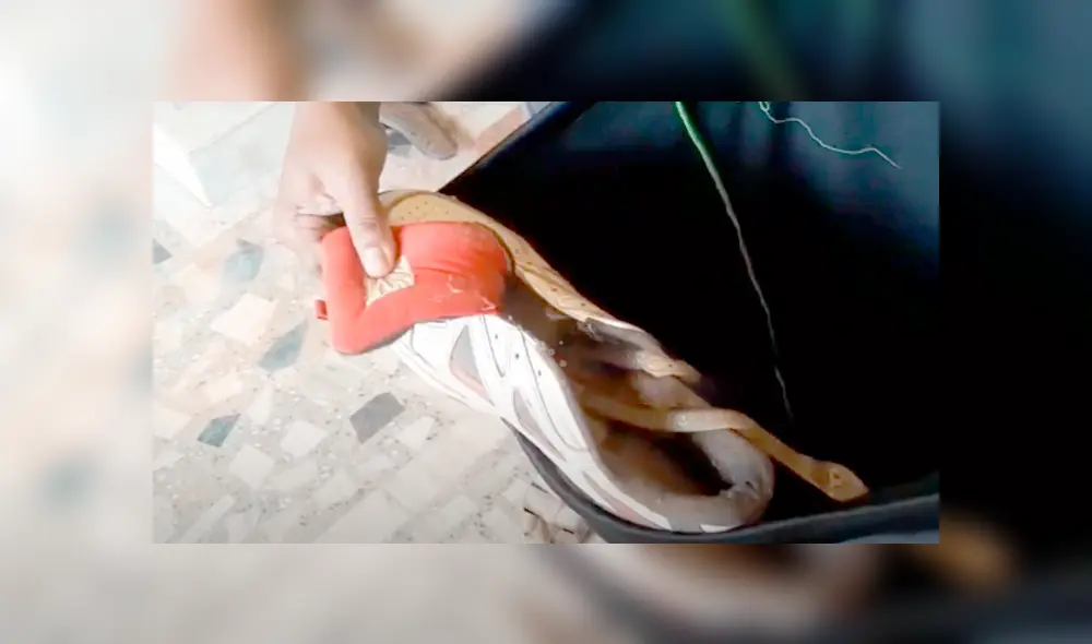 Joven intenta colocarse sus zapatillas y encuentra culebra acurrucada en el interior. Joven intenta colocarse sus zapatillas y encuentra culebra acurrucada en el interior.