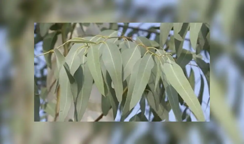 Doctora del instituto Nacional de Salud recomienda inhalar aromas de plantas por un corto tiempo y en intervalos. (Foto: NaturVall) Doctora del instituto Nacional de Salud recomienda inhalar aromas de plantas por un corto tiempo y en intervalos. (Foto: NaturVall)