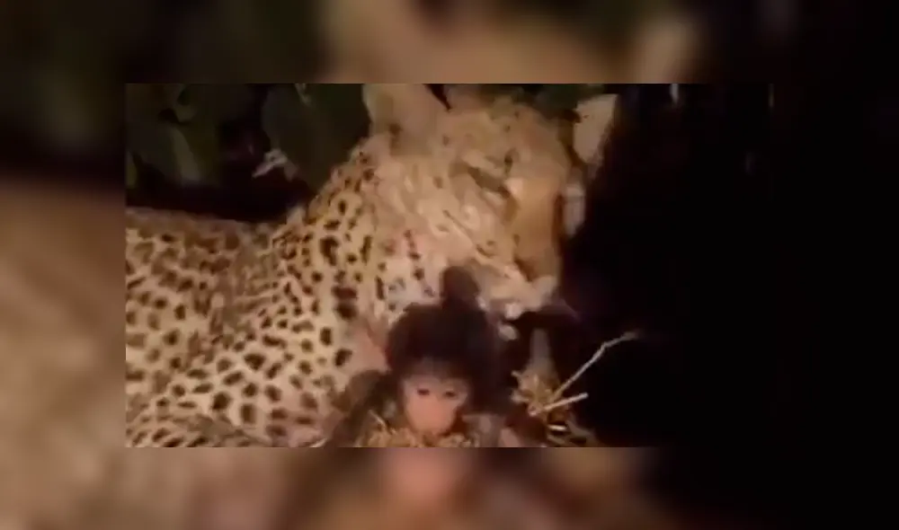 YouTube viral: leopardo captura a mono bebé y lo que hace con el animal sorprende al mundo [VIDEO]