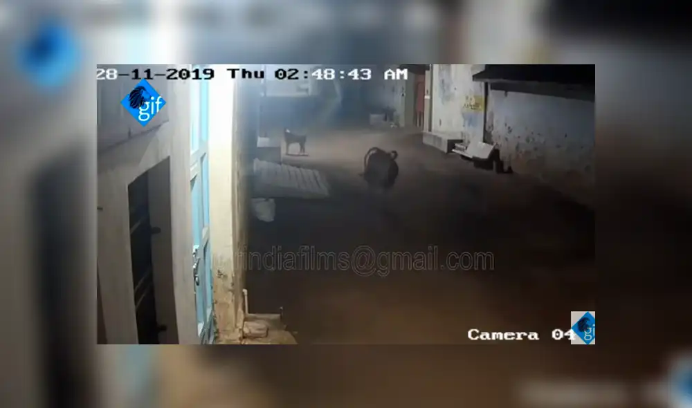 YouTube viral: cámara de seguridad capta el feroz ataque de leonas cazadoras en medio de una ciudad YouTube viral: cámara de seguridad capta el feroz ataque de leonas cazadoras en medio de una ciudad