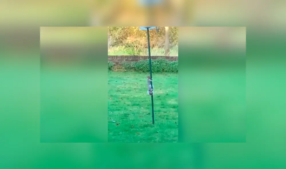 Desliza las imágenes para conocer el curioso truco que inventó una mujer para evitar que una ardilla se lleve la comida.