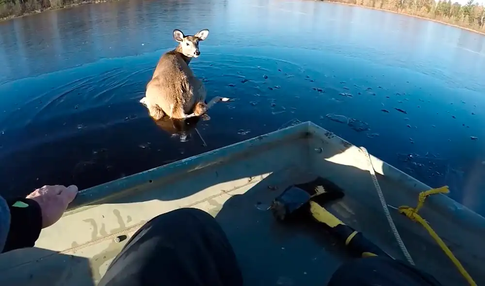 El venado se notaba desesperado por alejarse de los humanos. Foto: Viral Hog / YouTube