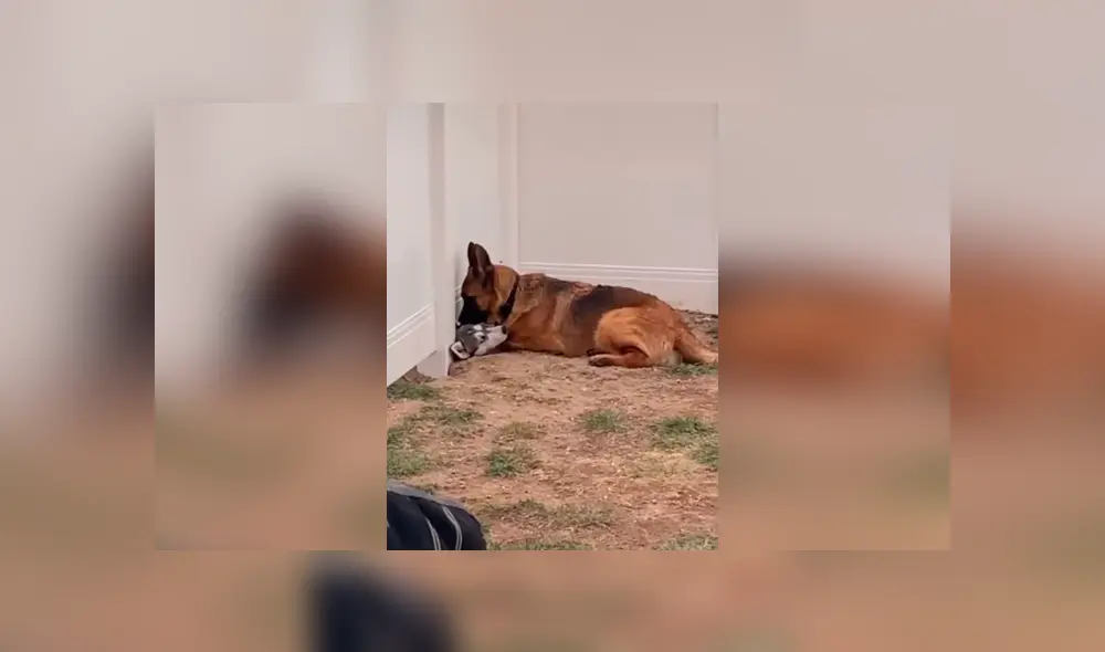 Desliza las imágenes para apreciar la emotiva escena entre dos perros que estuvieron separados por la cuarentena. Foto: Captura. Desliza las imágenes para apreciar la emotiva escena entre dos perros que estuvieron separados por la cuarentena. Foto: Captura.