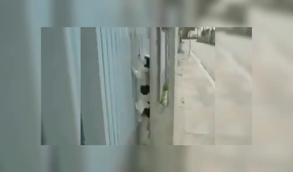 En Facebook, un joven captó el preciso instante que su perro se apoya en la pared para lograr entrar a la casa de su vecino. En Facebook, un joven captó el preciso instante que su perro se apoya en la pared para lograr entrar a la casa de su vecino.
