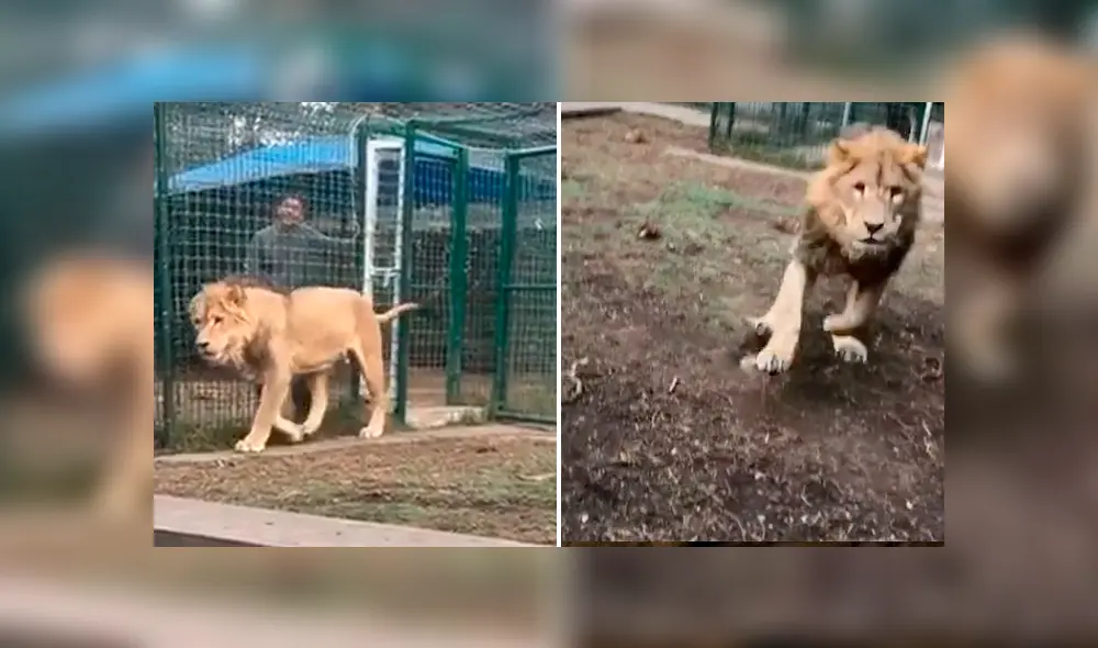 Desliza hacia la izquierda para ver la reacción que tuvo un león al reencontrarse con la persona que lo cuidó de bebé, hecho que se hizo viral en YouTube.