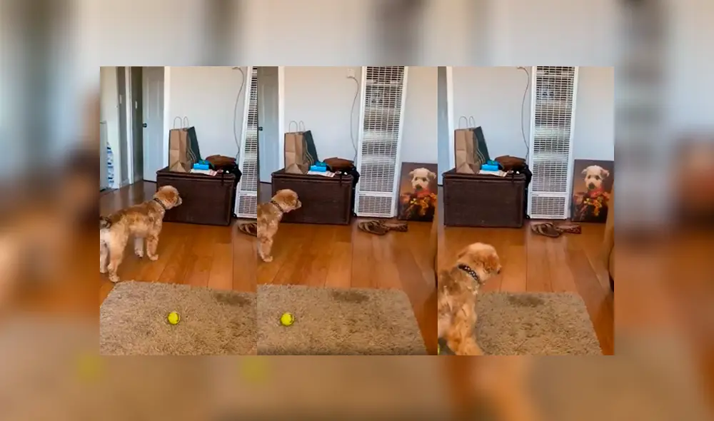 Desliza a la izquierda para ver este gracioso viral de Facebook. Foto: Captura. Desliza a la izquierda para ver este gracioso viral de Facebook. Foto: Captura.