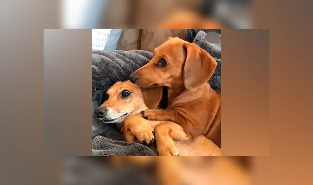 Desliza hacia la izquierda para ver más fotografías de la pareja de salchichas que se ha robado todas las miradas. (Foto: captura) Desliza hacia la izquierda para ver más fotografías de la pareja de salchichas que se ha robado todas las miradas. (Foto: captura)
