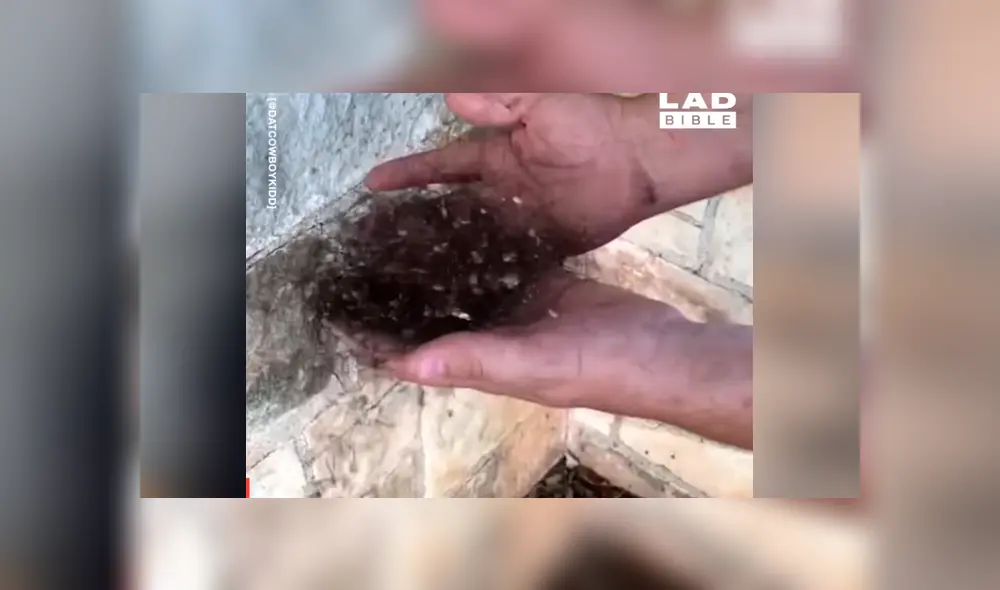 El video viral de YouTube muestra una extraña bola de pelos, un joven se acerca y descubre el misterio.