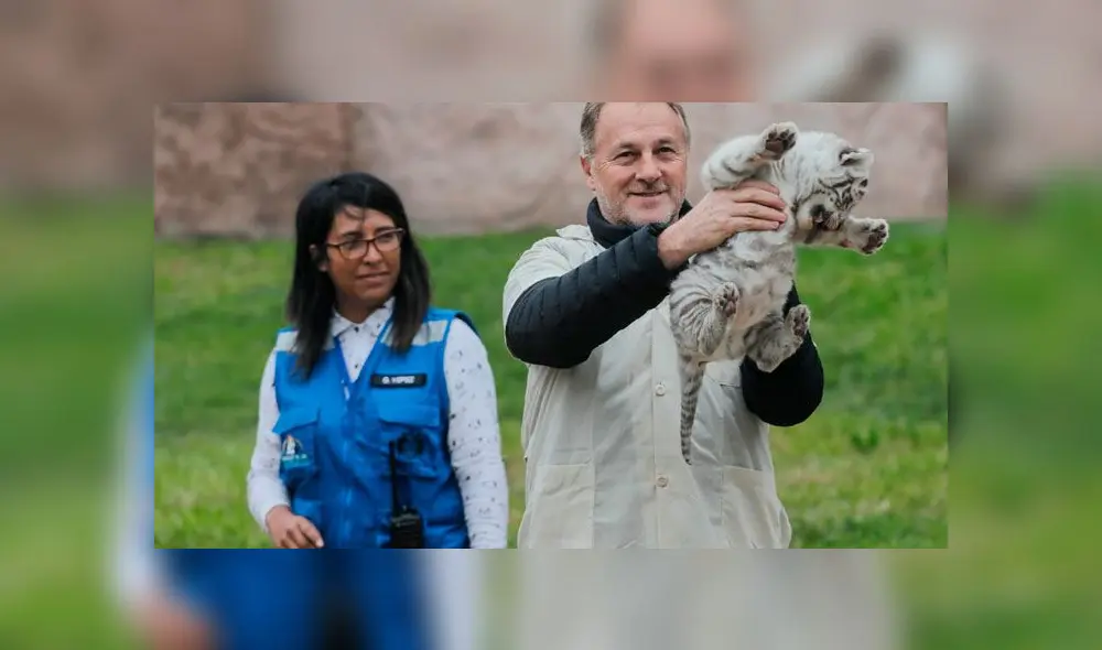 Tres tigresas de bengala nacieron en el Parque de las Leyendas [FOTOS]