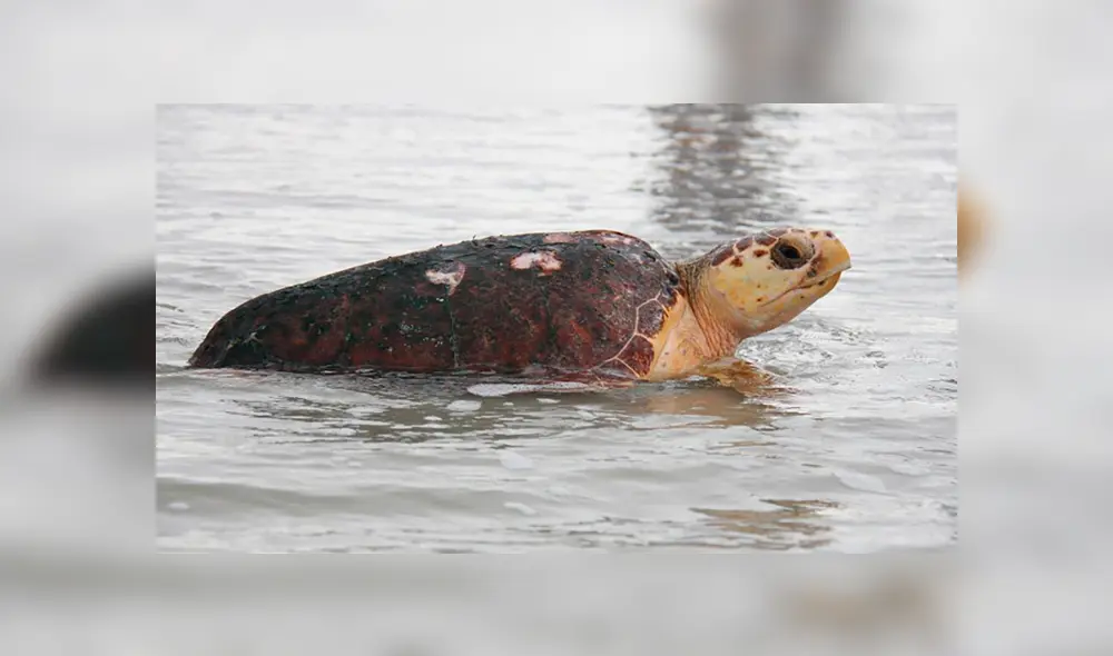 Las tortugas baulas aprovecharon lo desierto de los litorales para anidar en un tramo de 14 kilómetros. Las tortugas baulas aprovecharon lo desierto de los litorales para anidar en un tramo de 14 kilómetros.