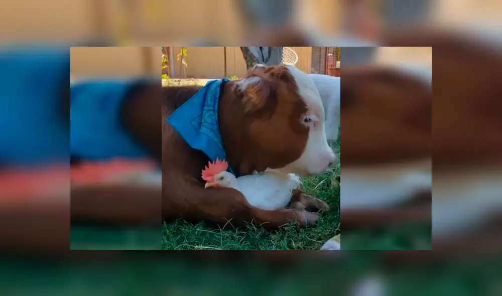 Desliza las imágenes para observar el amoroso momento entre un ternero junto a un gallo. Fotocaptura: Aimee’s Farm Animal Sanctuary. Desliza las imágenes para observar el amoroso momento entre un ternero junto a un gallo. Fotocaptura: Aimee’s Farm Animal Sanctuary.