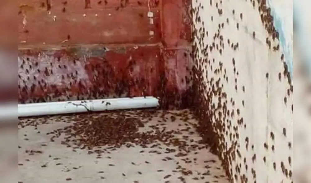 Preocupación por plaga de grillos en Piura y Lambayeque