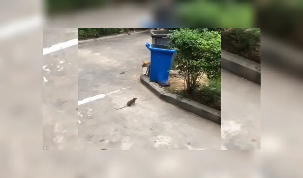 Desliza hacia la izquierda para ver más del video viral. Fotocaptura: Instagram Desliza hacia la izquierda para ver más del video viral. Fotocaptura: Instagram