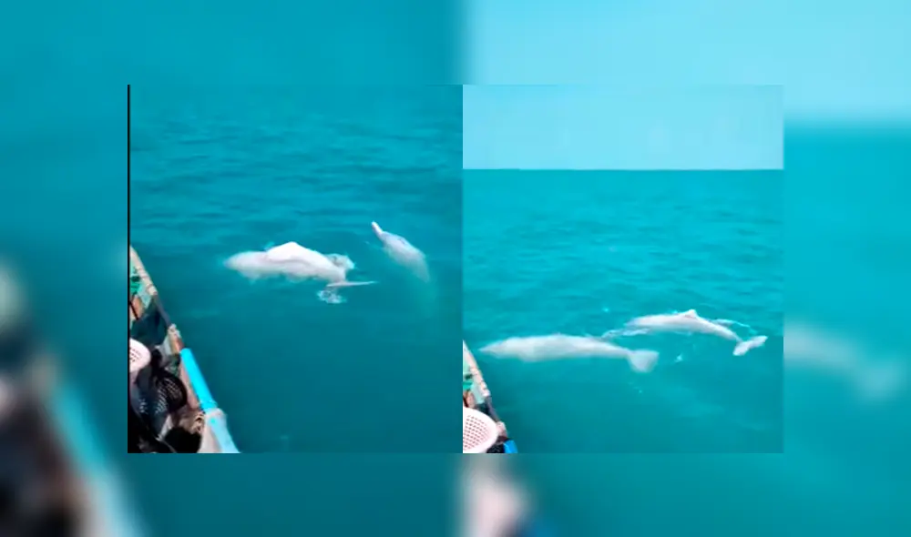 Desliza a la izquierda para ver esta magnífica aparición. Foto: Captura.