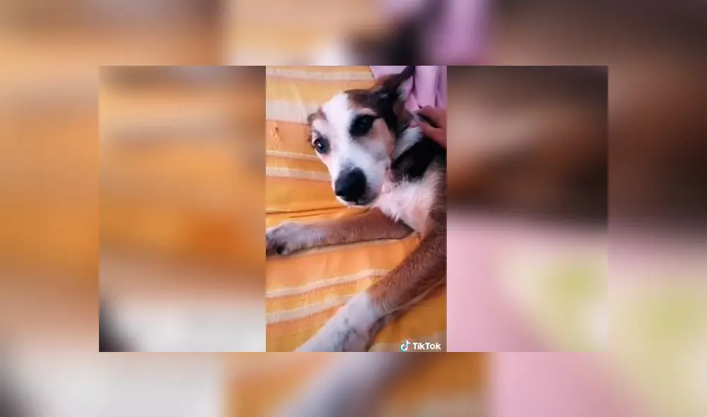 Desliza las imágenes para ver la emotiva escena entre este joven y su amado perro sordo. Foto: TikTok/Sergio Gallardo Desliza las imágenes para ver la emotiva escena entre este joven y su amado perro sordo. Foto: TikTok/Sergio Gallardo