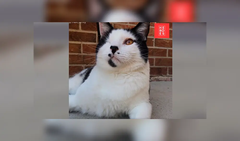 Desliza para ver fotos del gato que conmovió a todos en YouTube. Foto: Captura.