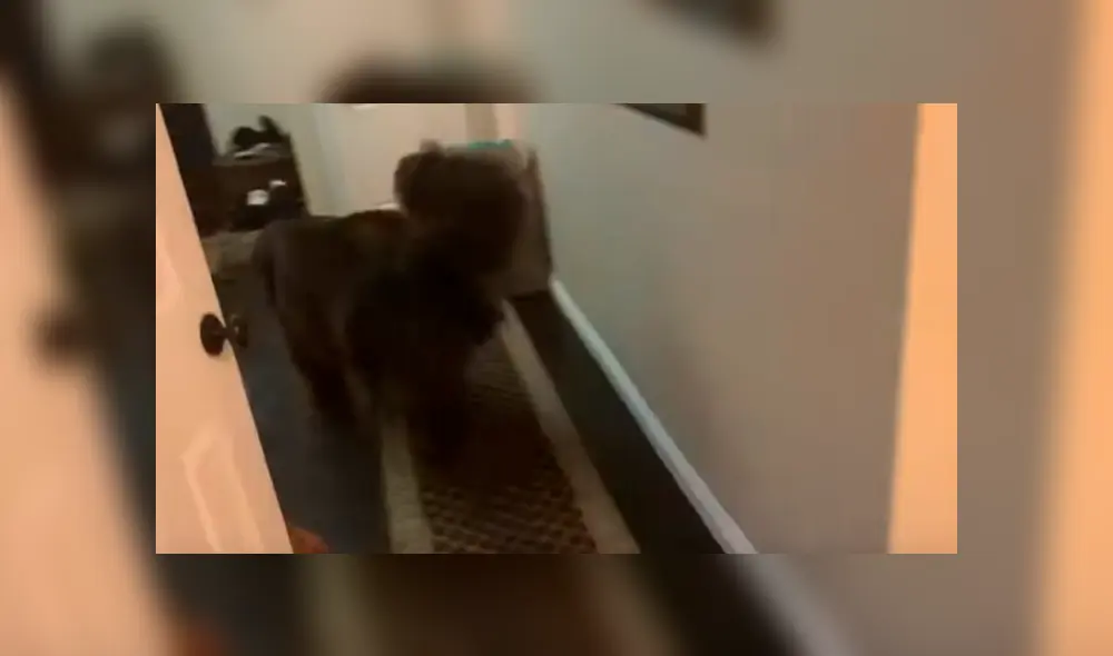 Video es viral en Facebook. Mamá de la niña grabó a su hija con su mascota jugando las escandidas y la hazaña del can ha sorprendido a más de uno Video es viral en Facebook. Mamá de la niña grabó a su hija con su mascota jugando las escandidas y la hazaña del can ha sorprendido a más de uno