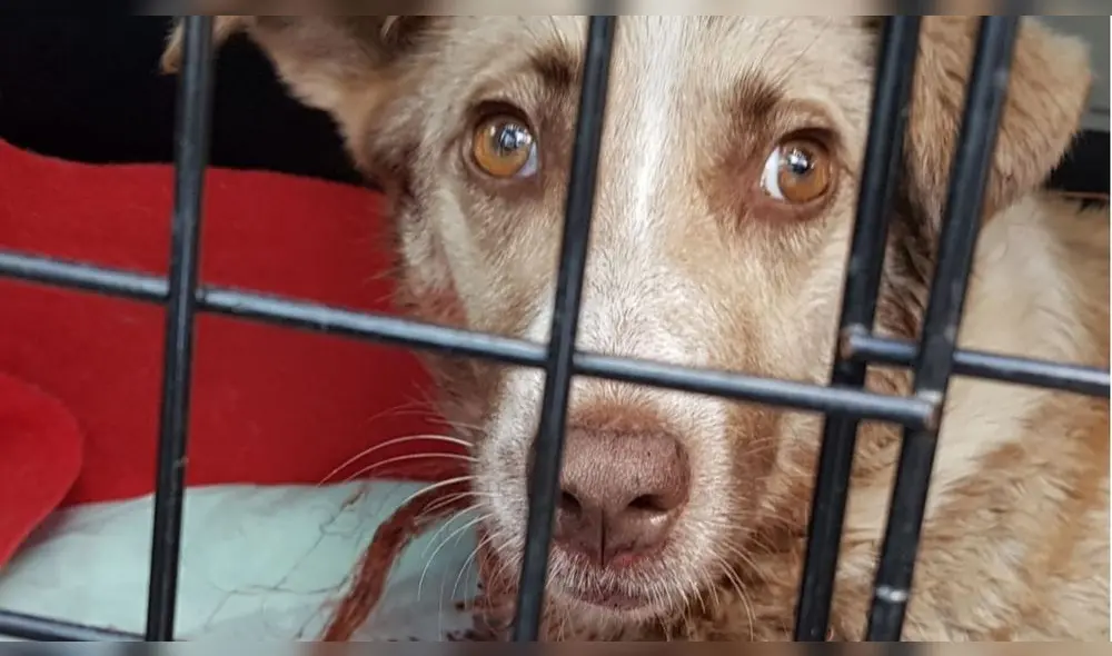 Los cachorros de la perrita están en resguardo en un hospital. Foto: Difusión. Los cachorros de la perrita están en resguardo en un hospital. Foto: Difusión.