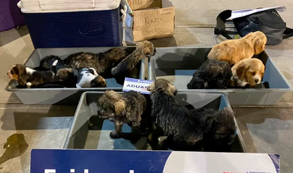 Retornan a Tacna a los cachorros que eran traslados en pésimas condiciones a Chile.