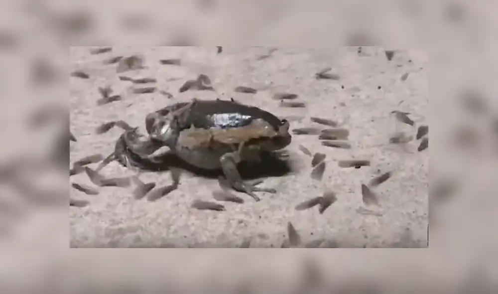 Desliza para ver los detalles del video viral publicado en YouTube. Foto: Captura. Desliza para ver los detalles del video viral publicado en YouTube. Foto: Captura.