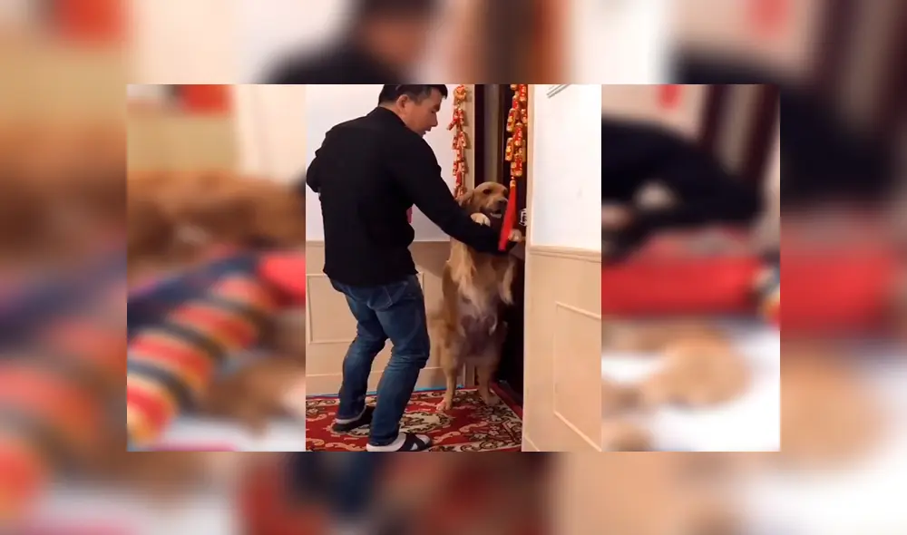 Facebook viral: perrita sufre y ruega a su dueño que no le quite a sus crías [VIDEO]  