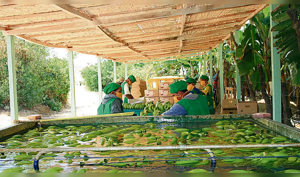 Producción. Falta de proyectos paraliza al banano orgánico.
