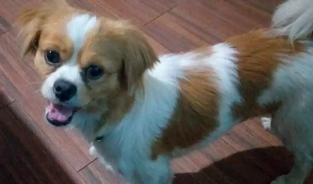 Buscan a dueño de perro perdido en avenida Canadá