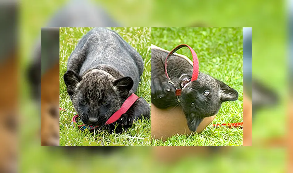 Desliza para ver cómo luce el jaglión que sorprendió a todos en YouTube. Foto: Captura. Desliza para ver cómo luce el jaglión que sorprendió a todos en YouTube. Foto: Captura.