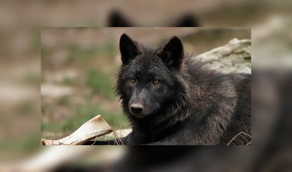 YouTube viral: chico busca tomarse selfie con enorme lobo negro y este reacciona así [VIDEO]