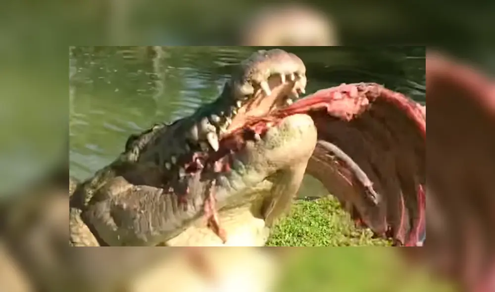Jóvenes arrojan enormes trozos de carnes a piscina invadida de cocodrilos y sucede lo peor. Jóvenes arrojan enormes trozos de carnes a piscina invadida de cocodrilos y sucede lo peor.