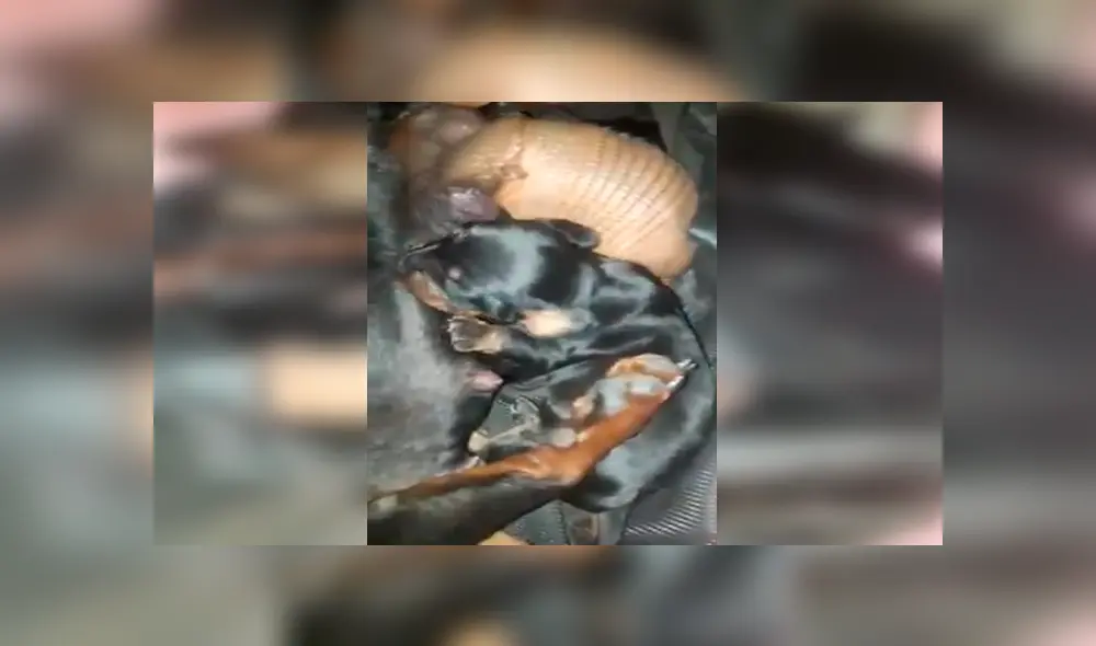 En Facebook, un chico descubrió que su perrita protegió a un tierno animal y le brindó un nuevo hogar. En Facebook, un chico descubrió que su perrita protegió a un tierno animal y le brindó un nuevo hogar.