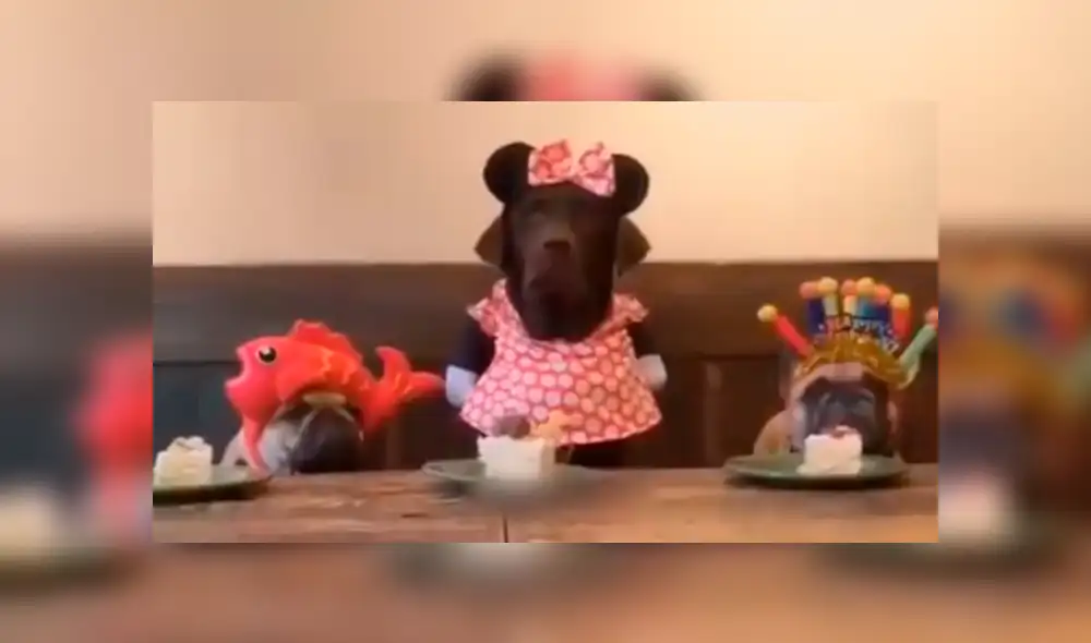 Facebook viral: cumpleaños de perro se arruinó por egoísmo del mimado cachorro [VIDEO]