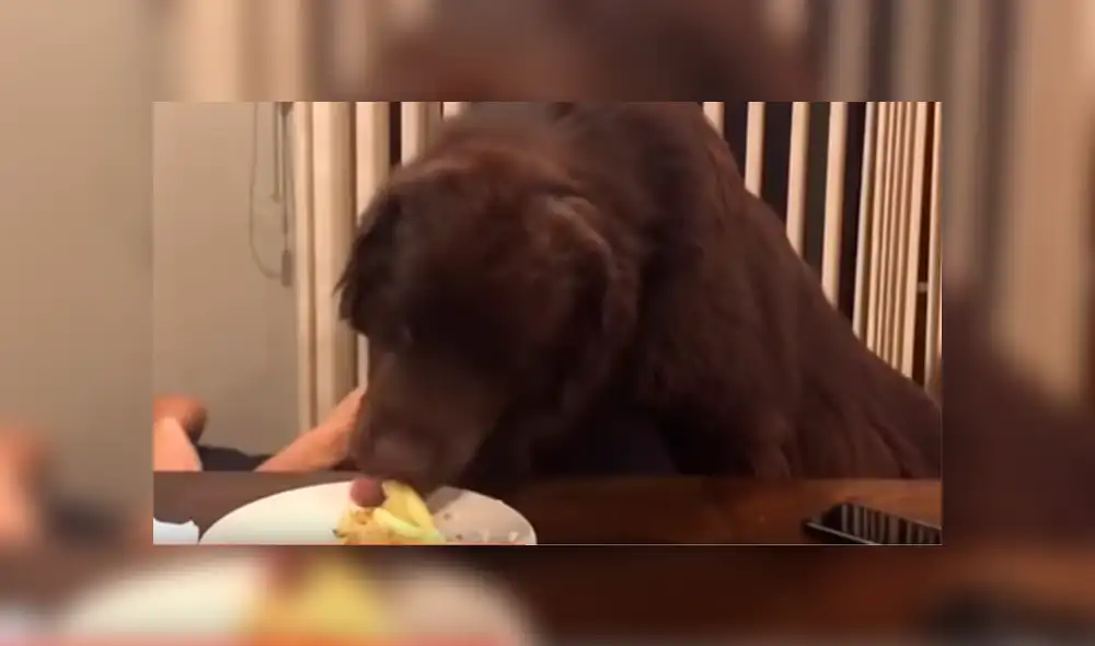 YouTube viral: mujer recibe abrazo de su perro, sin imaginar que can la dejaría sin comida [VIDEO] 