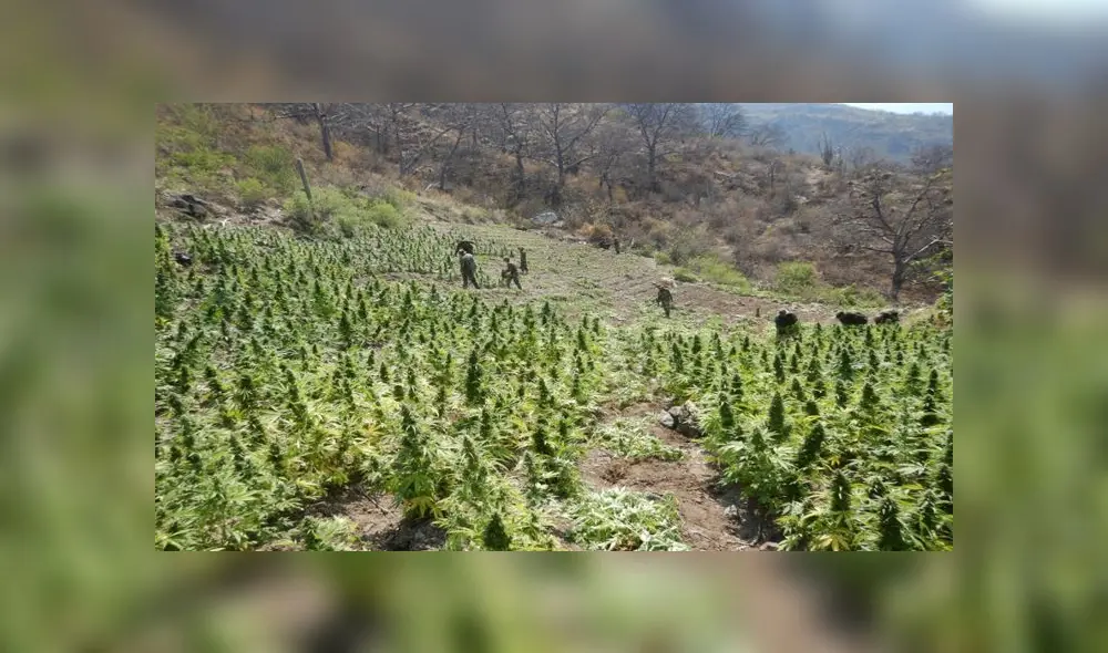 Se encontró 5 parcelas de marihuana, listas para ser cosechadas, en inmediaciones del centro poblado Rosas Pampa, en Ayacucho. (Foto: Sinchis de Mazamari)