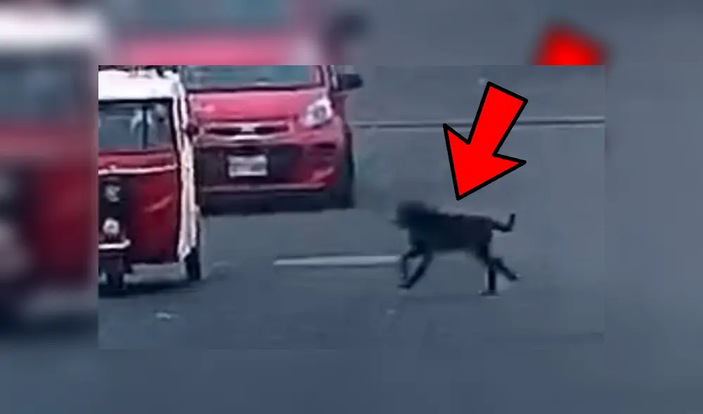 Perro se metió a una transitada avenida por seguir a manada y chocó de forma abrupta contra mototaxi ocasionando que se volteara Perro se metió a una transitada avenida por seguir a manada y chocó de forma abrupta contra mototaxi ocasionando que se volteara