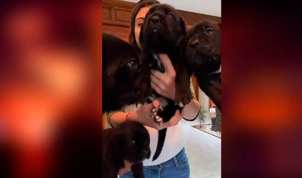 Desliza las imágenes para ver la curiosa parodia que hizo este cachorro y su dueña de una famosa escena de Buscando a nemo. Foto: captura de TikTok/ Sarahi Bustos Desliza las imágenes para ver la curiosa parodia que hizo este cachorro y su dueña de una famosa escena de Buscando a nemo. Foto: captura de TikTok/ Sarahi Bustos