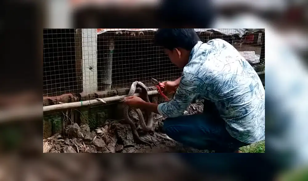 El video viral de Facebook muestra el momento en que un granjero arriesga su vida para salvar a una serpiente y ocurre lo inesperado.