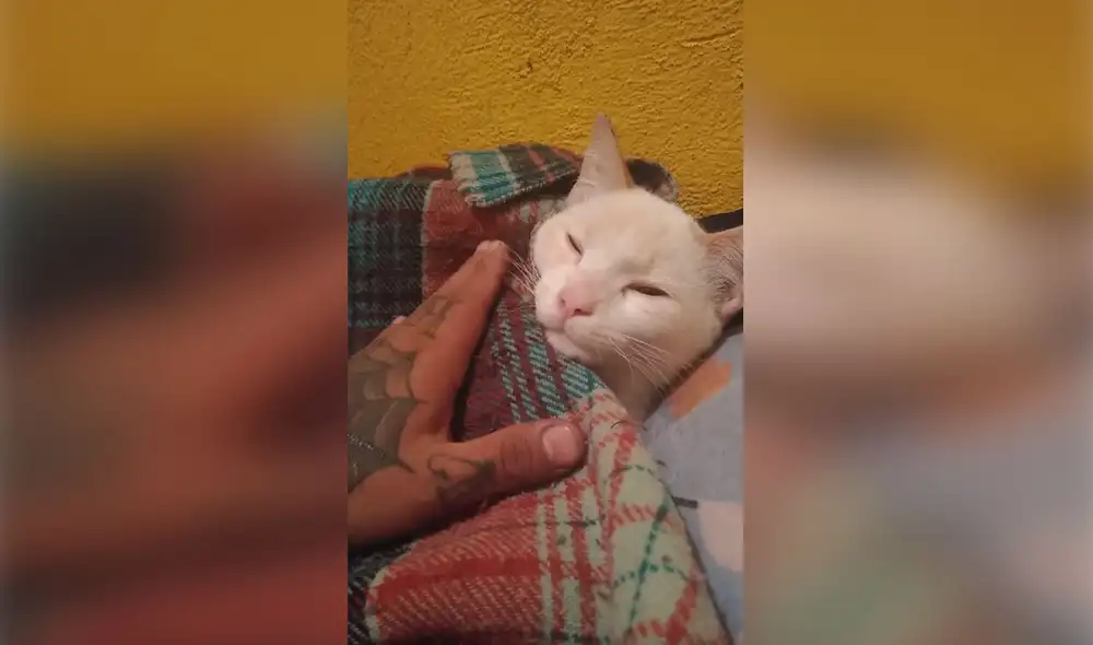 Desliza las imágenes para ver la amorosa acción que realiza un joven para hacer dormir a su gato. Foto: captura de Facebook Desliza las imágenes para ver la amorosa acción que realiza un joven para hacer dormir a su gato. Foto: captura de Facebook
