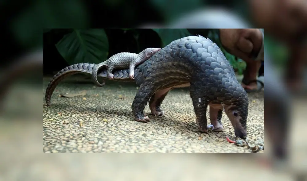 El pangolín es un mamífero de Asia y África. Foto: difusión. El pangolín es un mamífero de Asia y África. Foto: difusión.