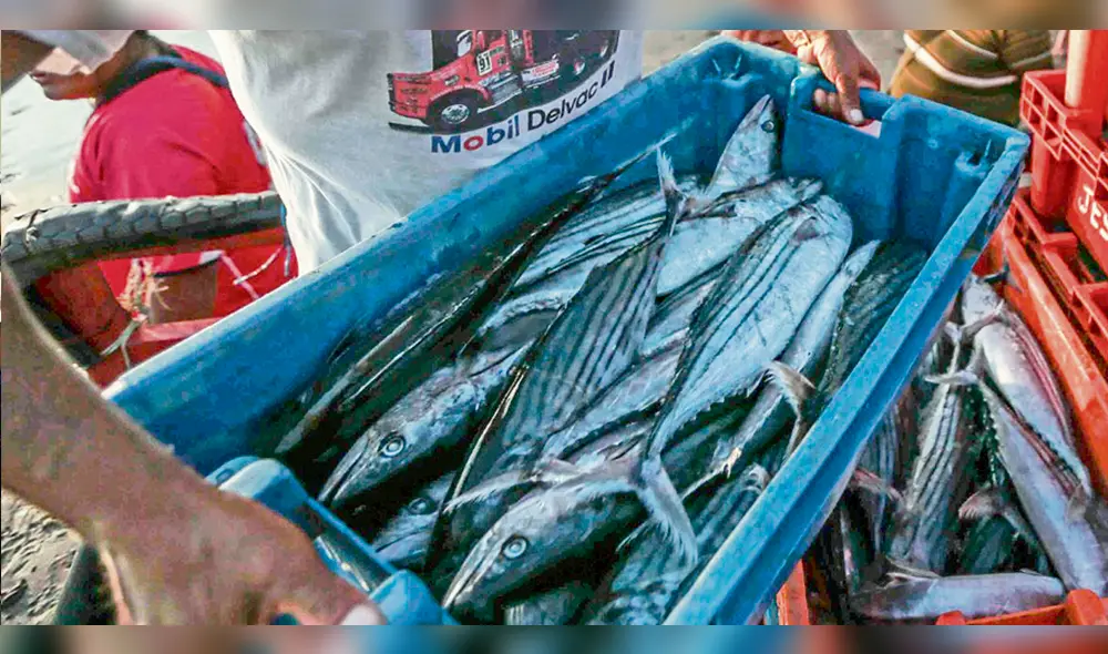 Produce: Se establecieron límites de captura de los recursos jurel y caballa