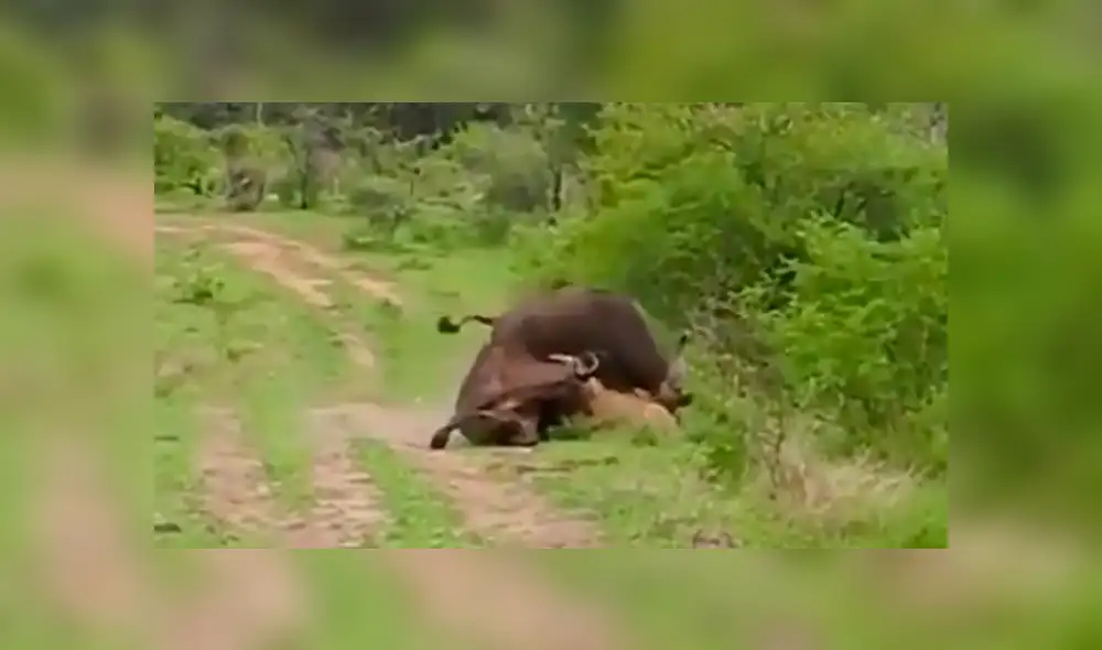 YouTube viral: Búfalo hace volar por los aires a hambriento león para salvar a su amigo [VIDEO]