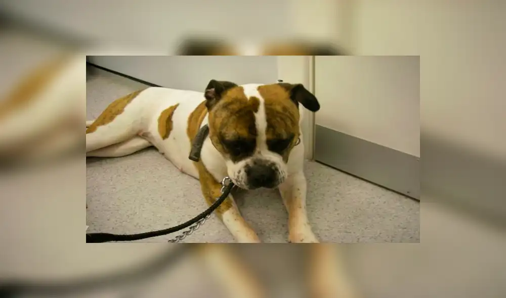 Mujer celebra con una lata de cerveza tras admitir que cometió crueldad animal con su mascota [FOTOS] 